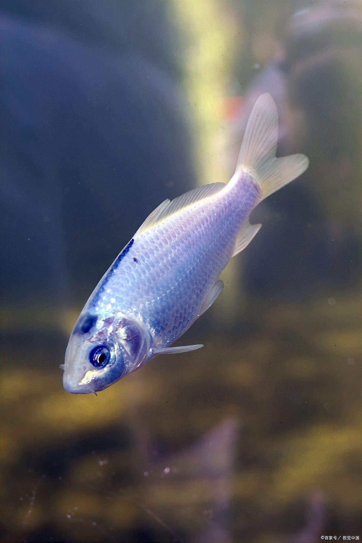 60×30的魚缸可以養銀龍魚嗎 60×30的魚缸可以養銀龍魚嗎 龍魚百科 第9張