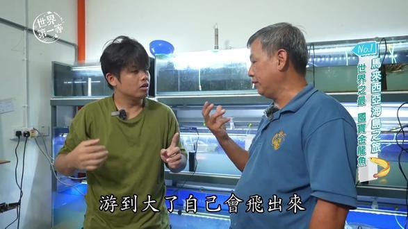 金龍魚原創視頻在線觀看