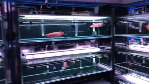 金龍魚原創視頻在線觀看