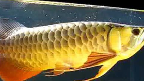 金龍魚原創視頻在線觀看