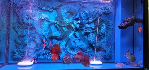 祥龍魚缸時間設(shè)置步驟詳解圖片：祥龍魚缸時間設(shè)置步驟詳解