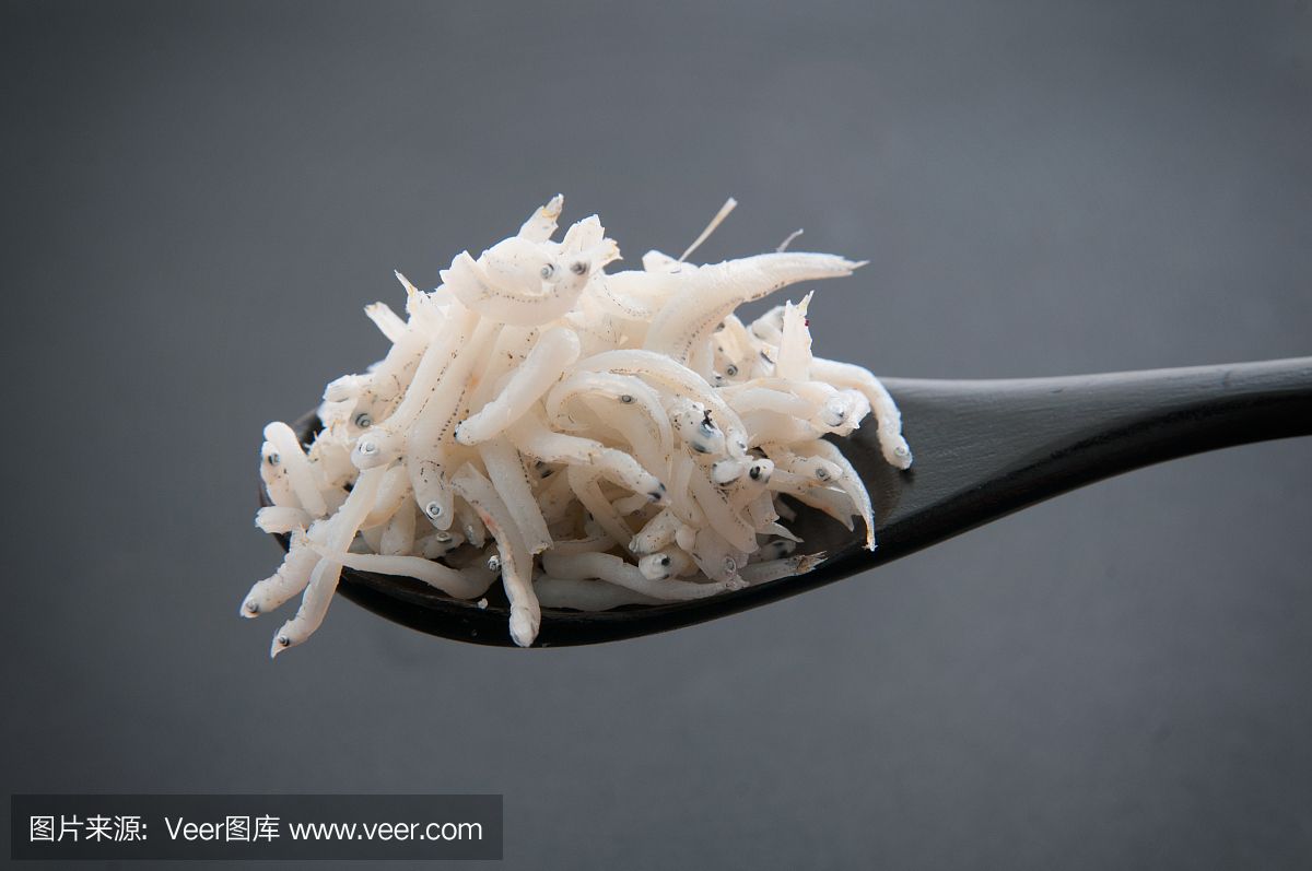 白龍魚是什么魚類：白金龍魚是一種特殊的金龍魚品種，它的典型特點是魚身雪白 白龍魚是什么魚類：白金龍魚是一種特殊的金龍魚品種，它的典型特點是魚身雪白 龍魚百科 第2張