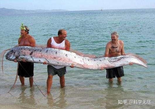 白龍魚是什么魚類：白金龍魚是一種特殊的金龍魚品種，它的典型特點是魚身雪白 白龍魚是什么魚類：白金龍魚是一種特殊的金龍魚品種，它的典型特點是魚身雪白 龍魚百科 第1張