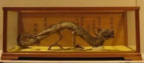 白龍魚是什么魚類：白金龍魚是一種特殊的金龍魚品種，它的典型特點是魚身雪白 白龍魚是什么魚類：白金龍魚是一種特殊的金龍魚品種，它的典型特點是魚身雪白 龍魚百科 第3張