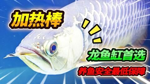 龍魚缸背景圖片大全超清(高清龍魚魚缸背景圖片大全) 魚缸百科 第4張 龍魚缸背景圖片大全超清(高清龍魚魚缸背景圖片大全) 龍魚缸背景圖片大全超清(高清龍魚魚缸背景圖片大全) 魚缸百科 第4張