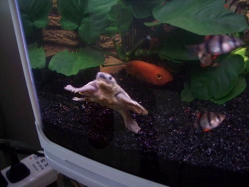 和金龍魚混養的水龜：將水龜與金龍魚混養時需要考慮到兩者的生活習性和可能的沖突