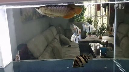 和金龍魚混養的水龜：將水龜與金龍魚混養時需要考慮到兩者的生活習性和可能的沖突