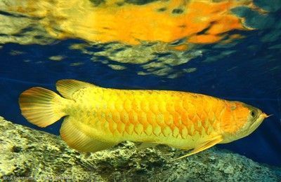金龍魚實(shí)拍（金龍魚的飼養(yǎng)技巧有哪些金龍魚的市場(chǎng)價(jià)值如何）