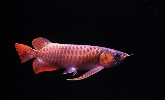 白金幽靈火箭魚可以跟龍魚混養嗎（白金幽靈火箭魚與龍魚混養是有可能的但需要考慮關鍵因素） 白金幽靈火箭魚可以跟龍魚混養嗎（白金幽靈火箭魚與龍魚混養是有可能的但需要考慮關鍵因素） 龍魚百科 第2張