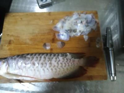 紅龍魚的膠原蛋白是什么：紅龍魚膠原蛋白提取魚膠原蛋白的提取方法包括以下步驟