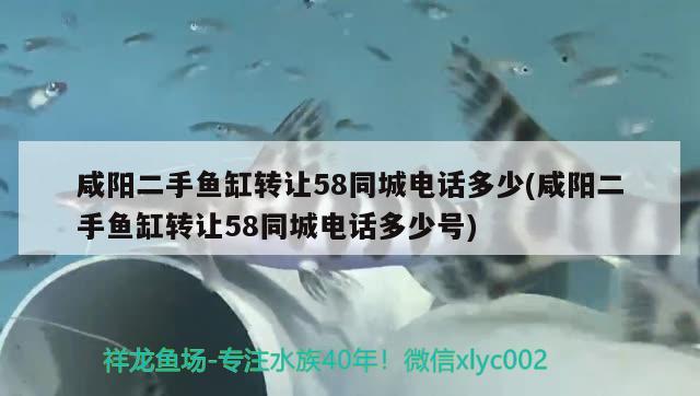 咸陽二手魚缸轉讓58同城電話多少(咸陽二手魚缸轉讓58同城電話多少號)