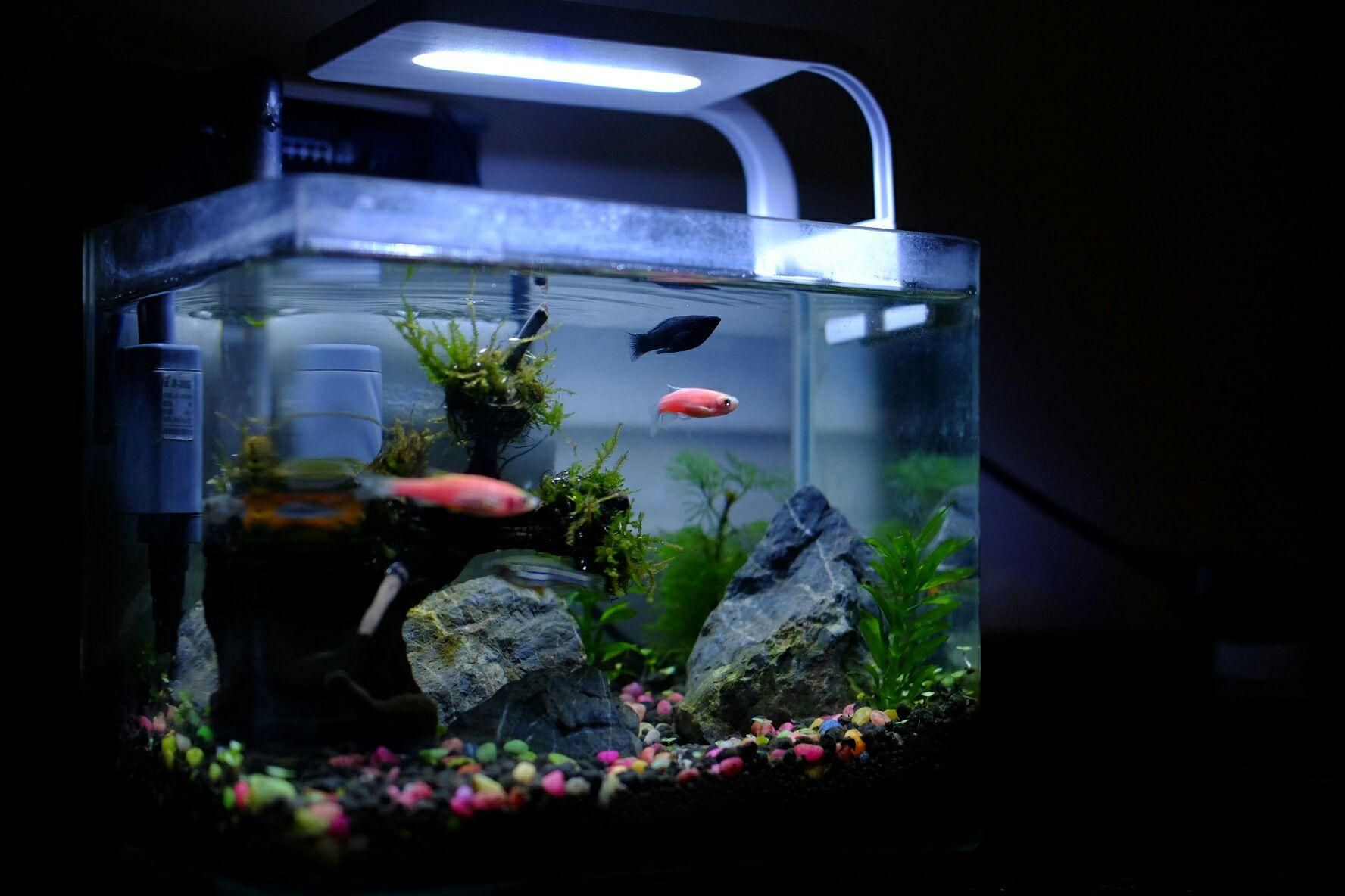 觀景小魚缸清理方法視頻（觀賞魚養(yǎng)護(hù)全攻略）
