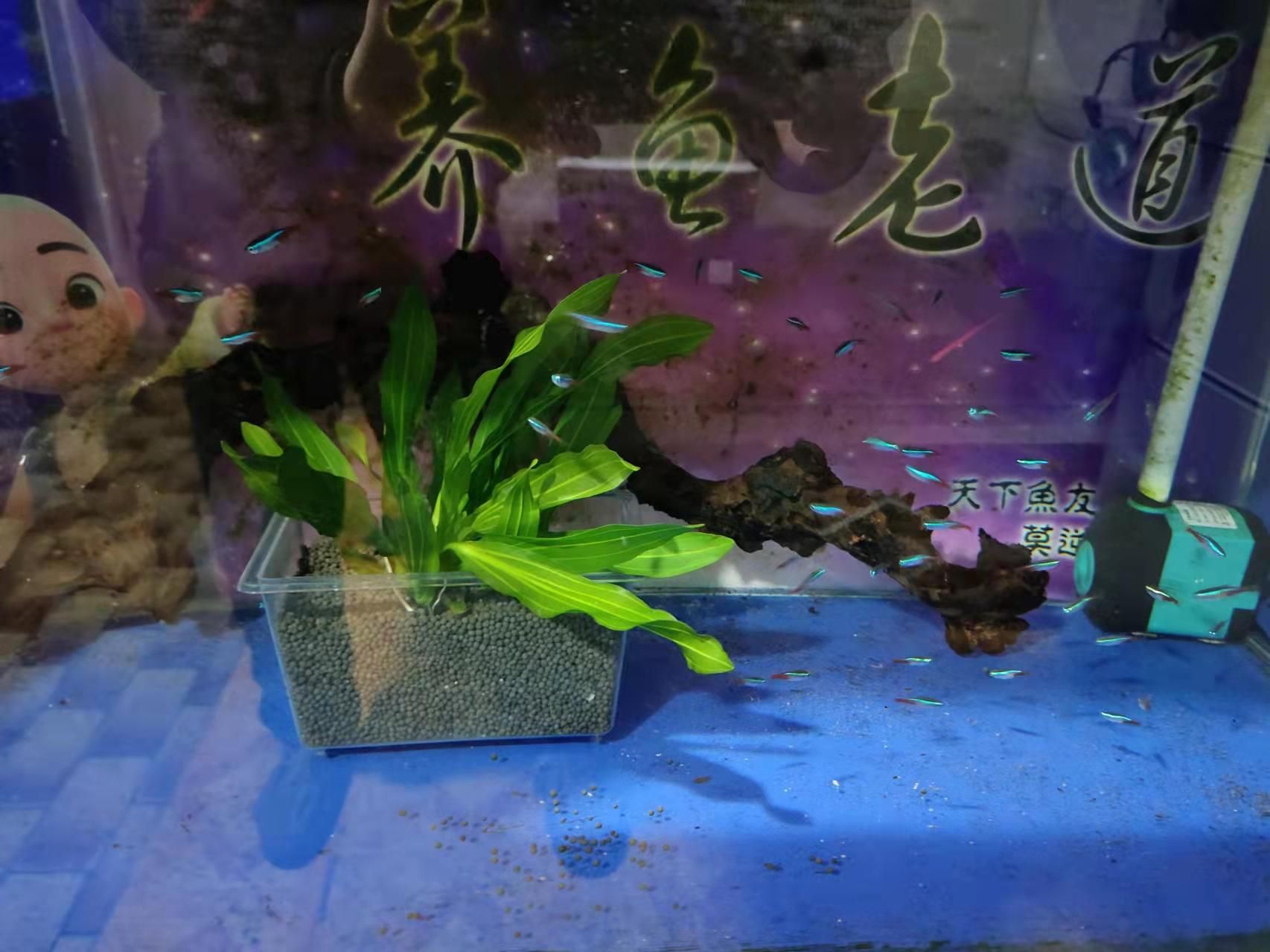 觀景小魚缸清理方法視頻（觀賞魚養(yǎng)護(hù)全攻略）
