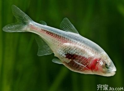 觀賞魚缸如何消毒最好（關于魚缸消毒的幾種誤區）