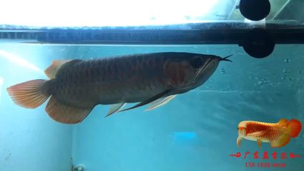 孟吉爾龍魚在哪里購買（孟吉爾龍魚可以通過多種渠道購買孟吉爾龍魚的途徑） 孟吉爾龍魚在哪里購買（孟吉爾龍魚可以通過多種渠道購買孟吉爾龍魚的途徑） 龍魚百科 第3張