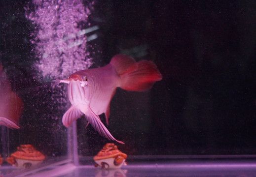 橙龍魚綠豆是什么梗，：別有魚是一種魚類，具體來說1,9.是怎么分辨