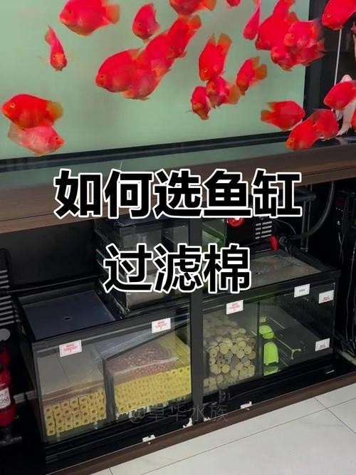 龍魚缸濾材怎樣擺放圖片欣賞