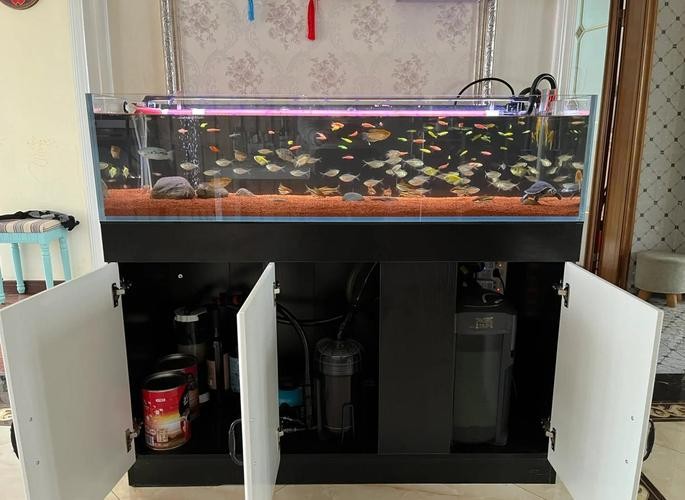 龍魚缸濾材怎樣擺放圖片欣賞