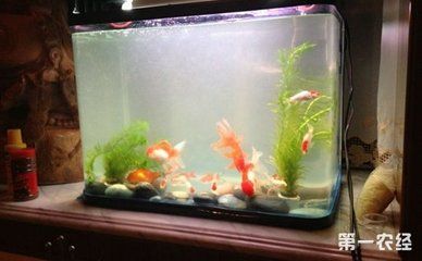 怎樣讓魚缸里的水清澈透明（如何讓魚缸里的水清澈透明？） 怎樣讓魚缸里的水清澈透明（如何讓魚缸里的水清澈透明？） 魚缸百科 第2張