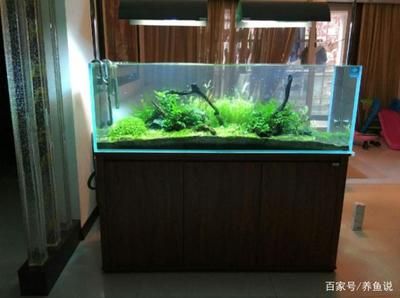 怎樣讓魚缸里的水清澈透明（如何讓魚缸里的水清澈透明？） 怎樣讓魚缸里的水清澈透明（如何讓魚缸里的水清澈透明？） 魚缸百科 第4張