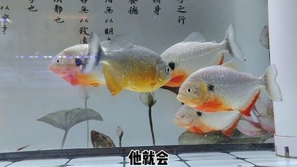魚缸白膜的科學解釋：底濾魚缸出現白膜可能是由多種因素引起的