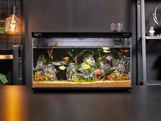 當(dāng)貝魚缸水質(zhì)標(biāo)準(zhǔn)是多少：當(dāng)貝智能魚缸水質(zhì)標(biāo)準(zhǔn) 當(dāng)貝魚缸水質(zhì)標(biāo)準(zhǔn)是多少：當(dāng)貝智能魚缸水質(zhì)標(biāo)準(zhǔn) 魚缸百科 第1張