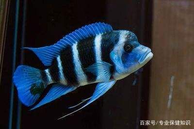 薩伊藍魚缸背景紙：薩伊藍魚缸的背景紙設計