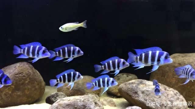 薩伊藍魚缸背景紙：薩伊藍魚缸的背景紙設計