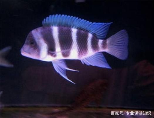 薩伊藍魚缸背景紙：薩伊藍魚缸的背景紙設計