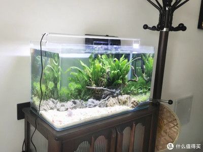 生態(tài)魚(yú)缸的科學(xué)原理：如何構(gòu)建一個(gè)魚(yú)缸生態(tài)系統(tǒng)