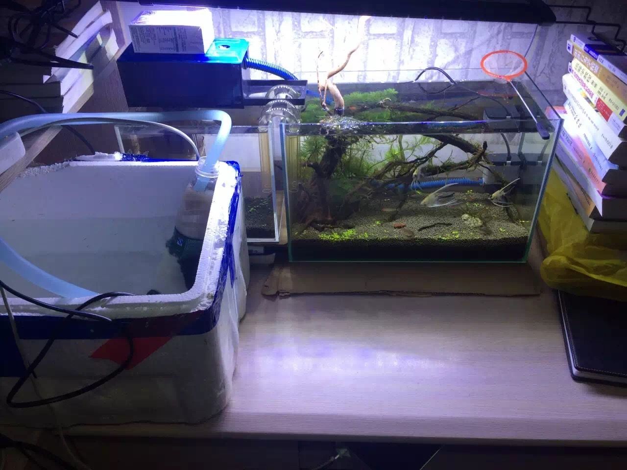 生態(tài)魚(yú)缸的科學(xué)原理：如何構(gòu)建一個(gè)魚(yú)缸生態(tài)系統(tǒng)