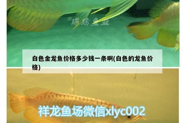 魚缸換水管子怎么吸出來水（如何維護魚缸水質清潔）