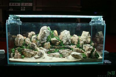 國際魚缸造景大賽的文化差異：2018國際魚缸造景大賽