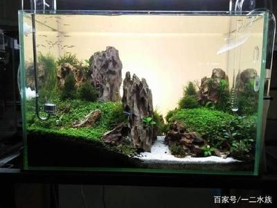 國際魚缸造景大賽的文化差異：2018國際魚缸造景大賽