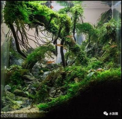國際魚缸造景大賽的文化差異：2018國際魚缸造景大賽