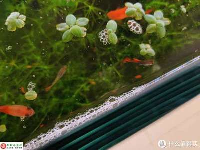 魚缸的好壞怎么區分（如何判斷魚缸水質的好壞） 魚缸的好壞怎么區分（如何判斷魚缸水質的好壞） 魚缸百科 第1張