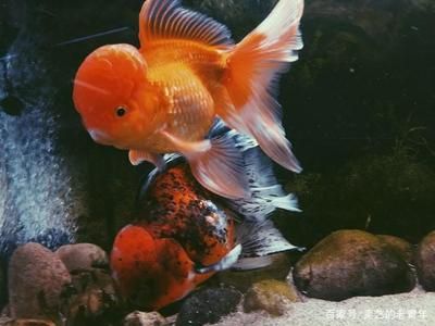 魚缸的好壞怎么區分（如何判斷魚缸水質的好壞） 魚缸的好壞怎么區分（如何判斷魚缸水質的好壞） 魚缸百科 第3張