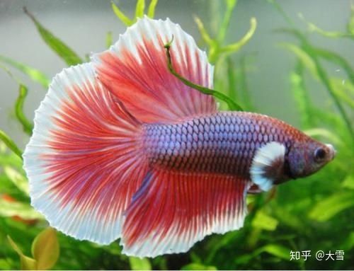海乾水族魚缸怎么樣：快速訪問,不敢入坑海缸,先到水族店欣賞吧,這口魚缸價值不菲吧 海乾水族魚缸怎么樣：快速訪問,不敢入坑海缸,先到水族店欣賞吧,這口魚缸價值不菲吧 魚缸百科 第4張