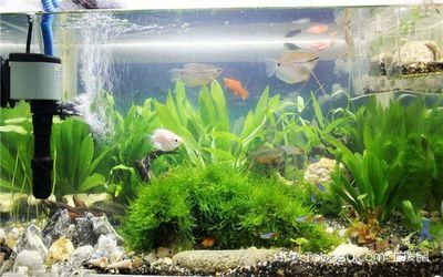 店鋪魚缸的擺放位置在風水學被認為能夠影響店鋪的財運和運勢：店鋪魚缸擺放位置在風水學中被認為能夠影響店鋪的財運和運勢 店鋪魚缸的擺放位置在風水學被認為能夠影響店鋪的財運和運勢：店鋪魚缸擺放位置在風水學中被認為能夠影響店鋪的財運和運勢 魚缸百科 第1張