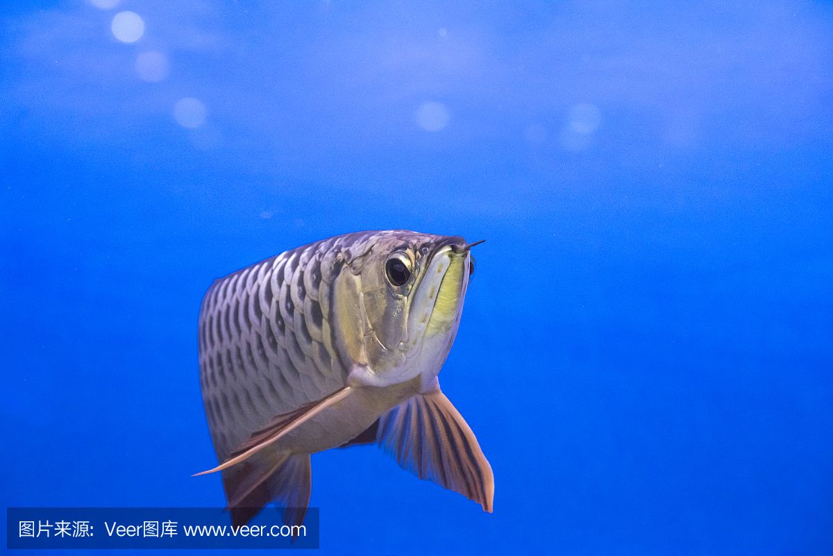 龍魚和鯊魚是否可以一起飼養（龍魚和虎頭鯊適合混養嗎？）