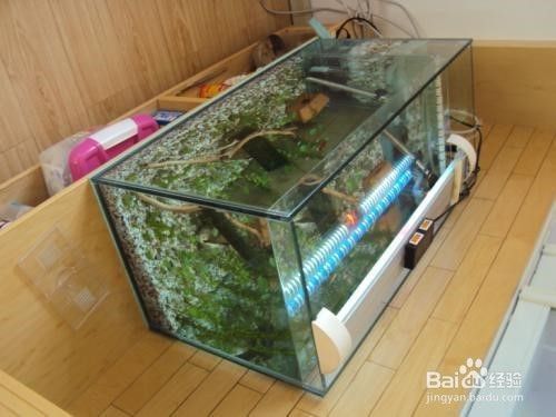 龍魚蒙眼嚴重(龍魚蒙眼越來越嚴重) 龍魚蒙眼嚴重(龍魚蒙眼越來越嚴重) 一方水族 第2張