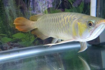 觀賞魚缸飼養觀賞魚的過程中水管的使用方法和使用方法：新手飼養觀賞魚的幾個小技巧
