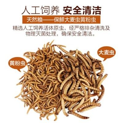銀龍魚吃大麥蟲就吐（銀龍魚吃大麥蟲后吐出可能與多種因素有關(guān)，及時(shí)調(diào)整飼養(yǎng)策略）