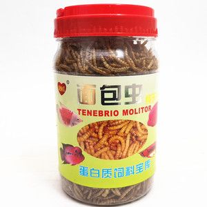 銀龍魚吃大麥蟲就吐（銀龍魚吃大麥蟲后吐出可能與多種因素有關(guān)，及時(shí)調(diào)整飼養(yǎng)策略）