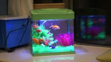 海星魚缸和森森魚缸哪個好養，森森魚缸的性價比和服務承諾：森森魚缸怎么樣