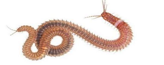 龍魚絳蟲（絳蟲是龍魚體內常見的寄生蟲之一，它們會對龍魚的健康造成影響）