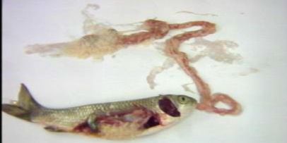 龍魚絳蟲（絳蟲是龍魚體內常見的寄生蟲之一，它們會對龍魚的健康造成影響）