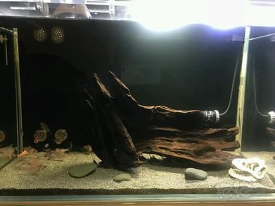 魚缸鼠魚養(yǎng)幾條合適：關(guān)于魚缸鼠魚養(yǎng)幾條合適，以下是詳細(xì)的解答