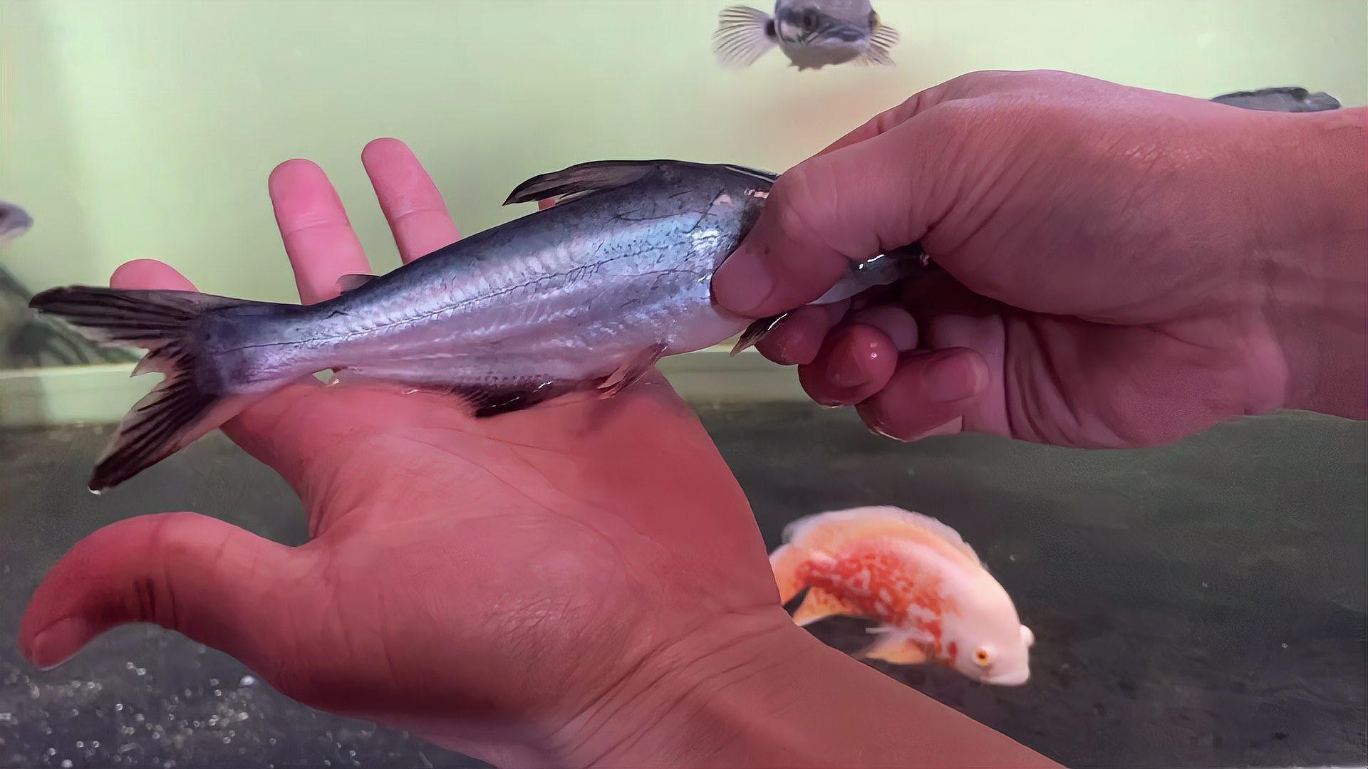 白鯊可以和龍魚混養