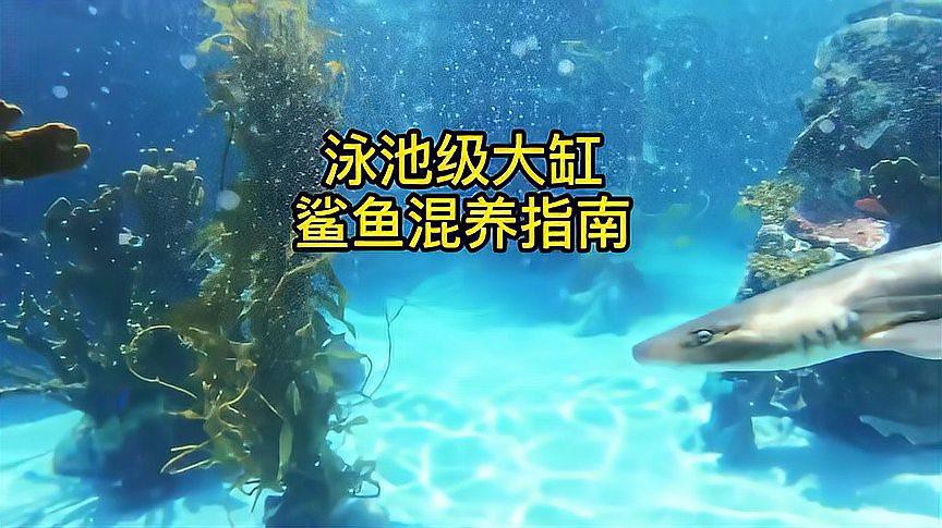 白鯊可以和龍魚混養